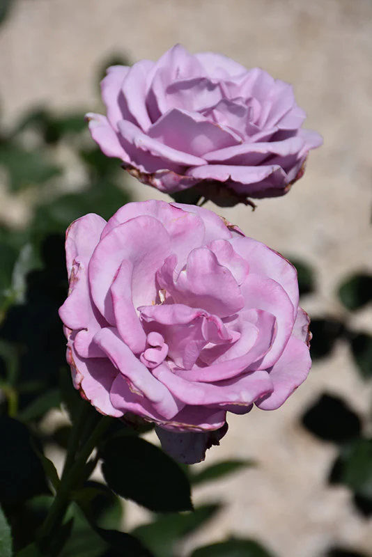 hybrid tea rose